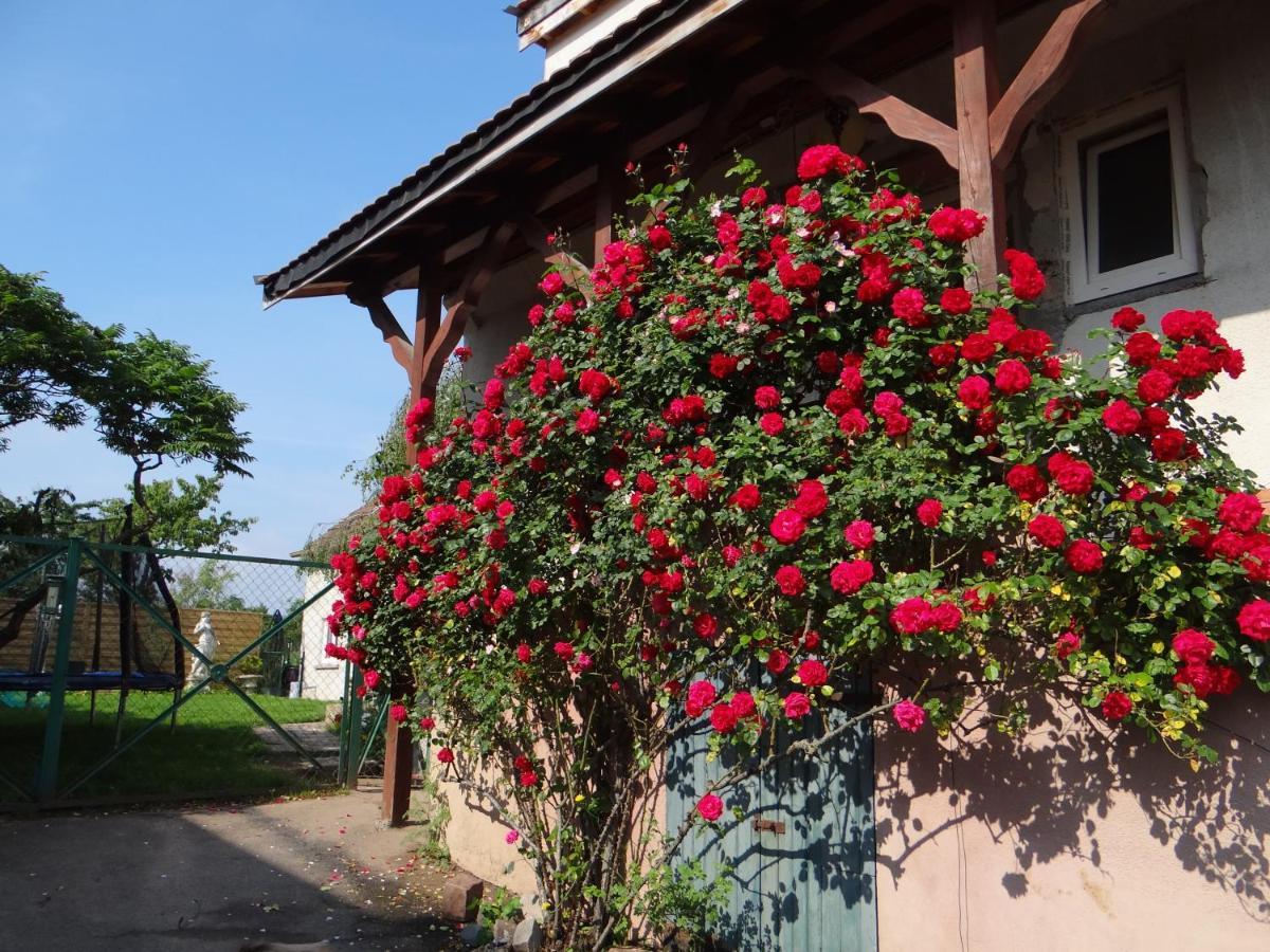 Au Coeur Des Vignes Apartment Bergheim Exterior photo